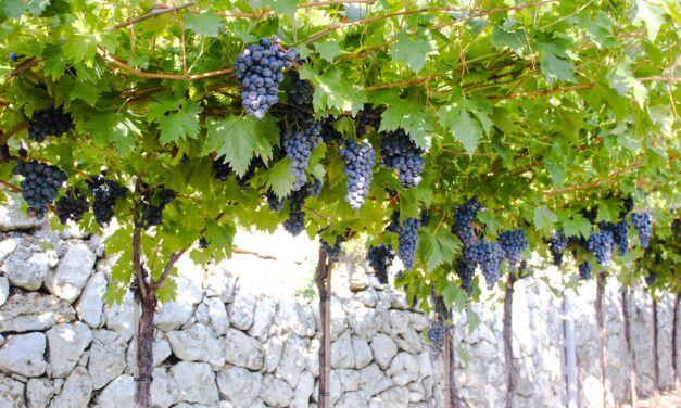 Valpolicella, vendemmia 2023 all’insegna della stabilità e della freschezza che promettono vini meno alcolici
