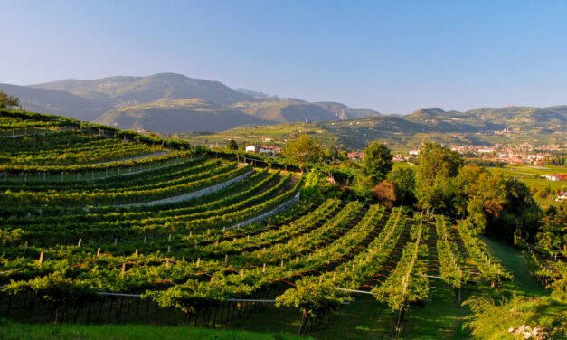 Amarone DOCG 2020, annata complessa che premia il savoir-faire della Valpolicella