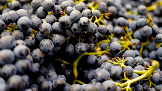 Novità dalla Cantina Cellinese : debutta Nerida, extra-dry di sicuro avvenire