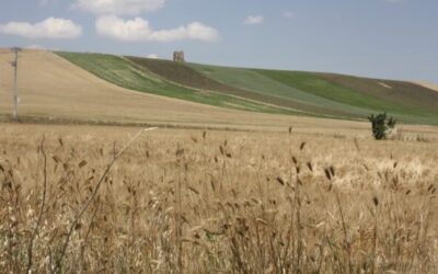 Birre agricole, in Puglia ben 119 birrifici grazie al patrimonio di grani autoctoni