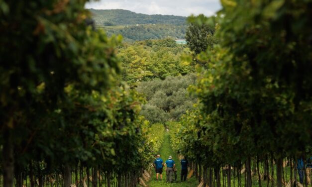 Masi, è conto alla rovescia per la vendemmia 2025. Sandro Boscaini: “Annata positiva in tutt’Italia, specialmente nella Valpolicella classica”