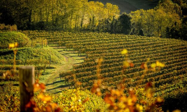 Asolo Montello, al via la 49.ma Mostra dei vini