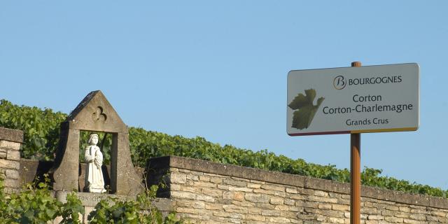 Borgogna 2026: L’Evoluzione di un’Annata Precoce tra Sfide Climatiche e Resilienza di Mercato
