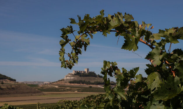 Ribera del Duero, i produttori chiedono norme più stringenti contro gli allevamenti a difesa della D.O.