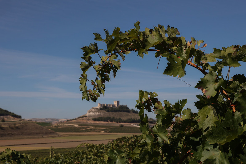 Ribera del Duero, i produttori chiedono norme più stringenti contro gli allevamenti a difesa della D.O.