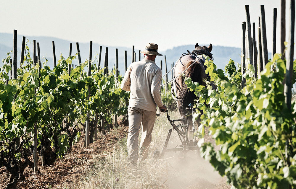 Corpinnat, le vendite 2025 salgono del 35% e superano i 3 milioni di bottiglie