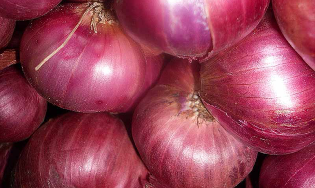 Cipolla della Val Cosa: dal 2006 un Presidio Slow Food da scoprire in Friuli Venezia Giulia